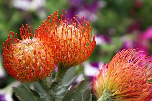 Zwischen Blumen und Fisch