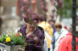 Zwischen Blumen und Fisch