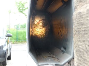 Nest in der R&ouml;hre