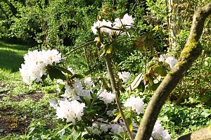 Arbeitseinsatz im Park Hohenrode