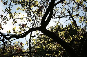 Arbeitseinsatz im Park Hohenrode