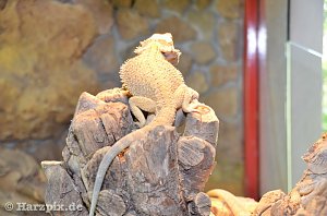 Nordh&auml;user Zoo