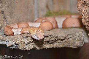 Nordh&auml;user Zoo