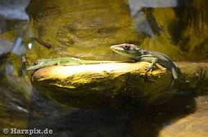 Nordh&auml;user Zoo