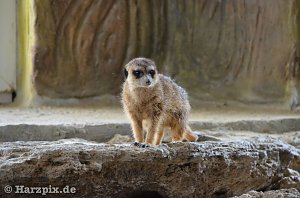Nordh&auml;user Zoo