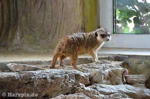 Nordh&auml;user Zoo