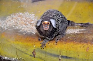Nordh&auml;user Zoo