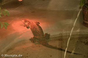 Nordh&auml;user Zoo