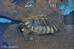 Nordh&auml;user Zoo