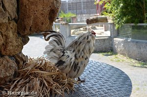 Nordh&auml;user Zoo