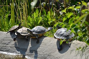 Nordh&auml;user Zoo