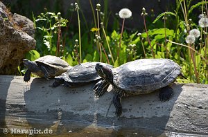 Nordh&auml;user Zoo