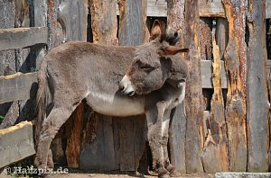 Nordh&auml;user Zoo