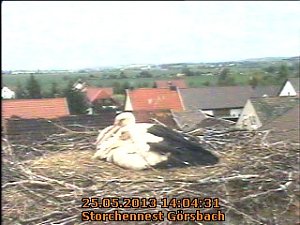 Trauriges aus dem Storchennest