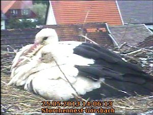 Trauriges aus dem Storchennest