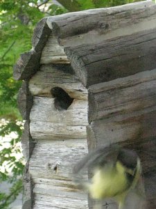 Meisennachwuchs