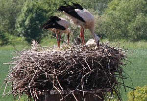 Nachwuchs im nest