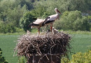 Nachwuchs im nest