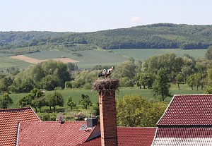 Nachwuchs im nest