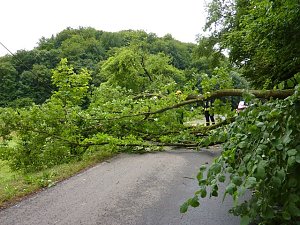 Baum umgest&uuml;rtzt