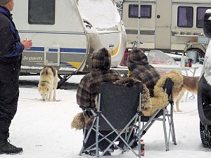Schlittenhunderennen in Benneckenstein