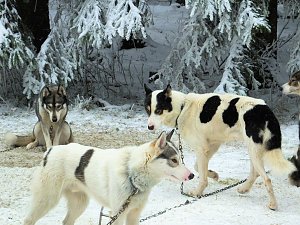 Schlittenhunderennen in Benneckenstein