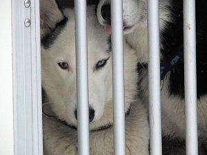 Schlittenhunderennen in Benneckenstein