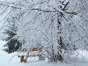 Schlittenhunderennen in Benneckenstein