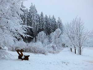 Schlittenhunderennen in Benneckenstein