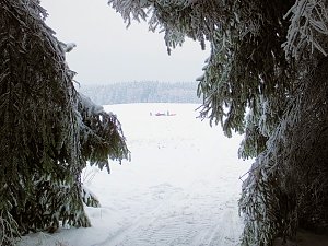 Schlittenhunderennen in Benneckenstein