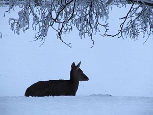 Der Oberharz am Brocken