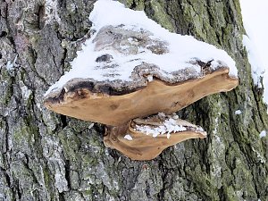 Der Oberharz am Brocken