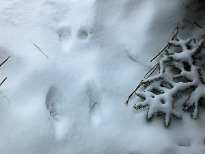 Der Oberharz am Brocken