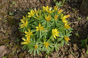 Fr&uuml;hling im Garten