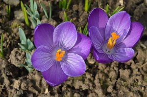 Fr&uuml;hling im Garten