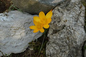 Fr&uuml;hling im Garten