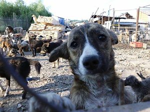 Sommerfest des Tierschutzvereines