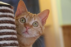 Tierisches Sommerfest