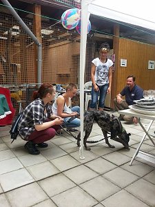 Tierisches Sommerfest