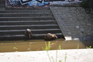 Doppelkörner auf Tour