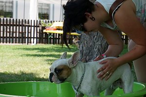 Bulldoggen aller L&auml;nder....