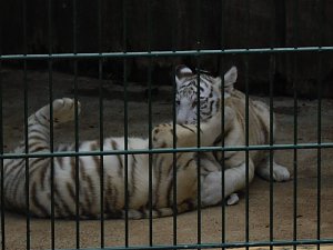 Besuch im Zoo von Aschersleben