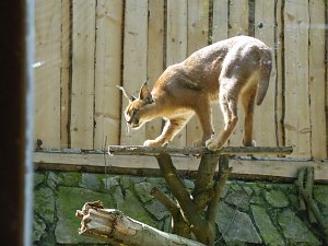 Besuch im Zoo von Aschersleben