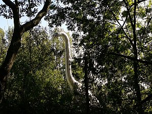 Dinosaurier auf R&uuml;gen
