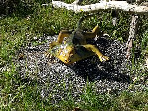 Dinosaurier auf R&uuml;gen