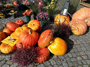 K&uuml;rbisse und Zwiebeln