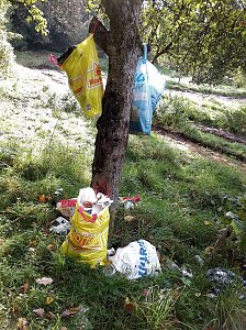 Spuren im Wald