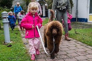 Therapiehunde unterwegs