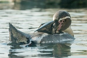 Besuch im Zoo am Meer
