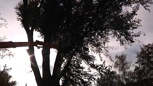 Mein Freund der Baum